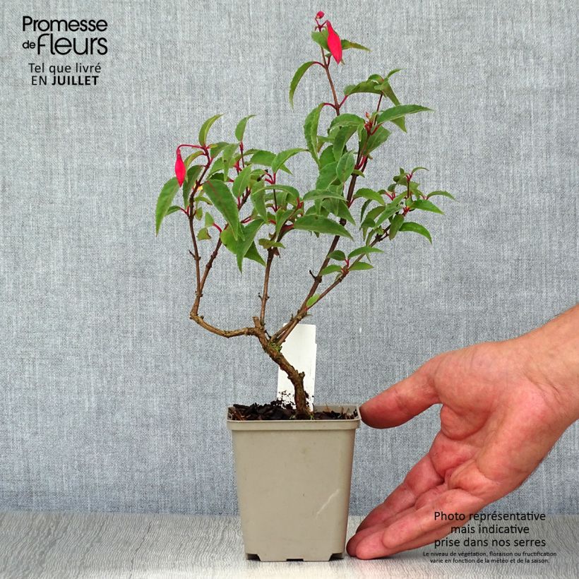 Fuchsia Madame Cornelissen 7/8 cm pot sample as delivered in summer