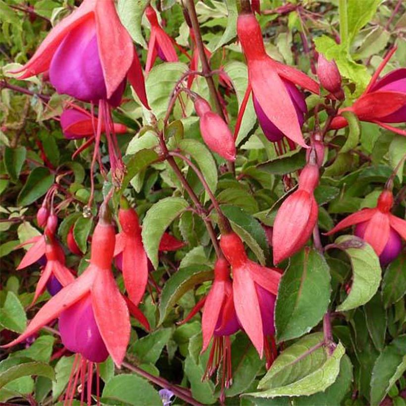 Fuchsia Mrs Popple (Flowering)