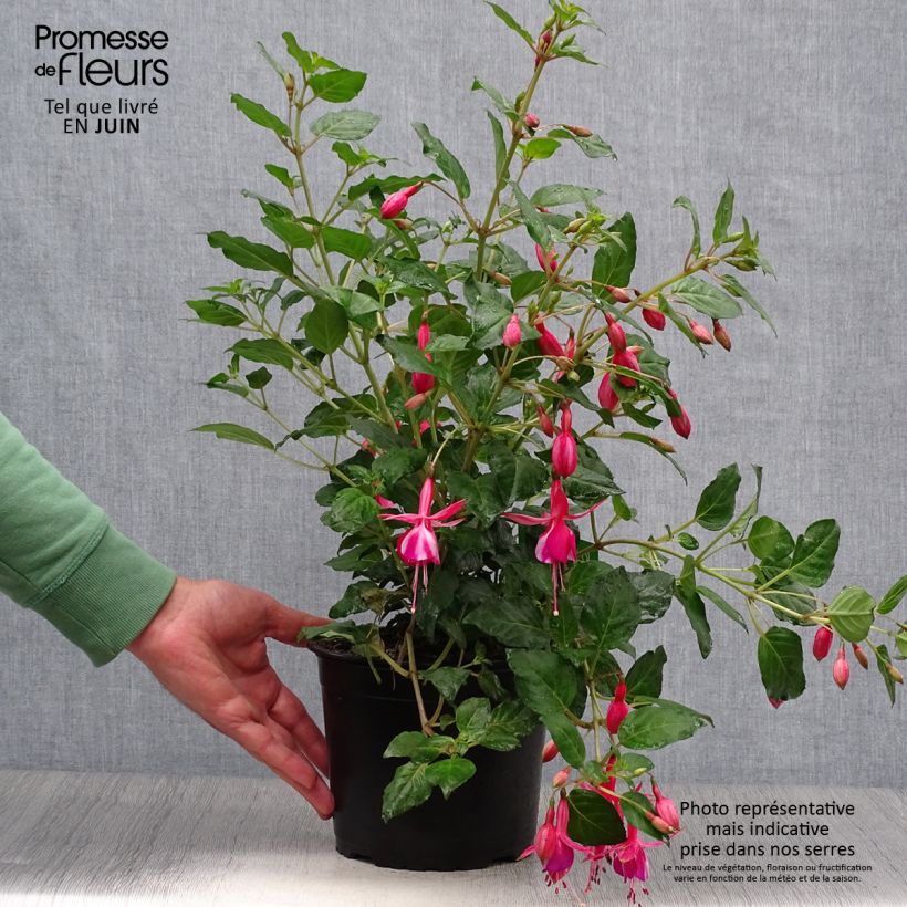Fuchsia x hybrida Shrimp Cocktail 2L/3L pot sample as delivered in summer