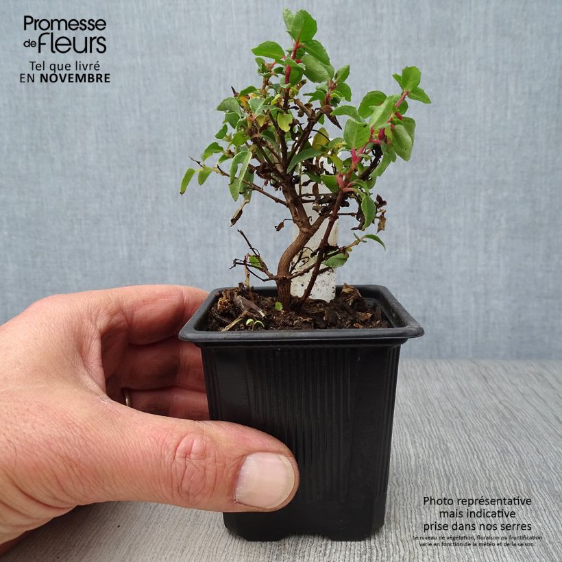 Fuchsia rustique Tom Thumb (Tom Pouce) en godet sample as delivered in autumn