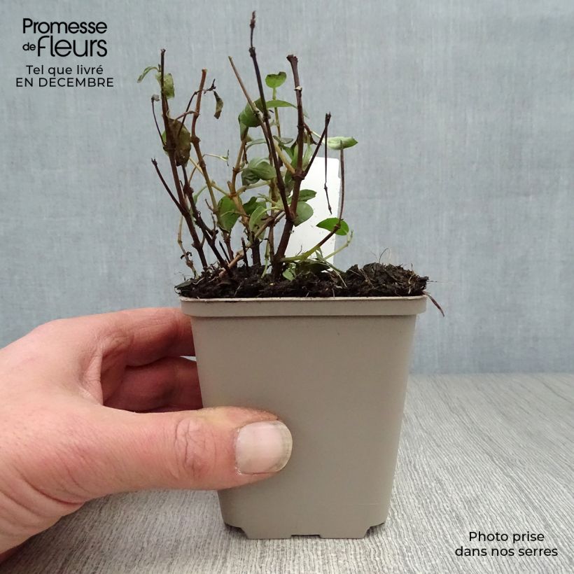 Fuchsia rustique Tom Thumb (Tom Pouce) en godet sample as delivered in winter