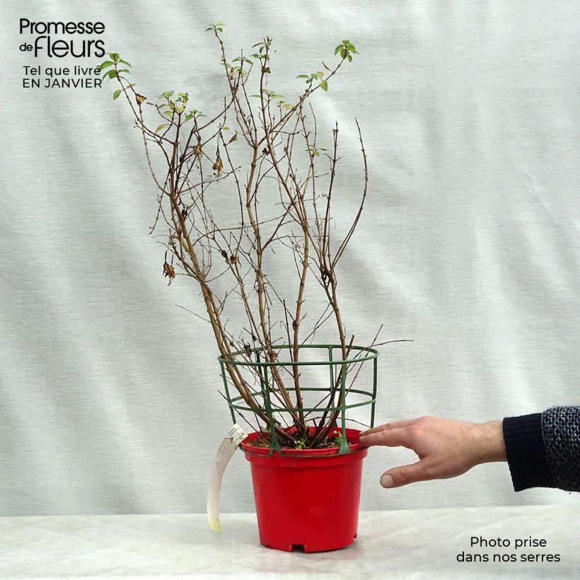 Fuchsia rustique Tom Thumb (Tom Pouce) en pot de 2/3L sample as delivered in winter