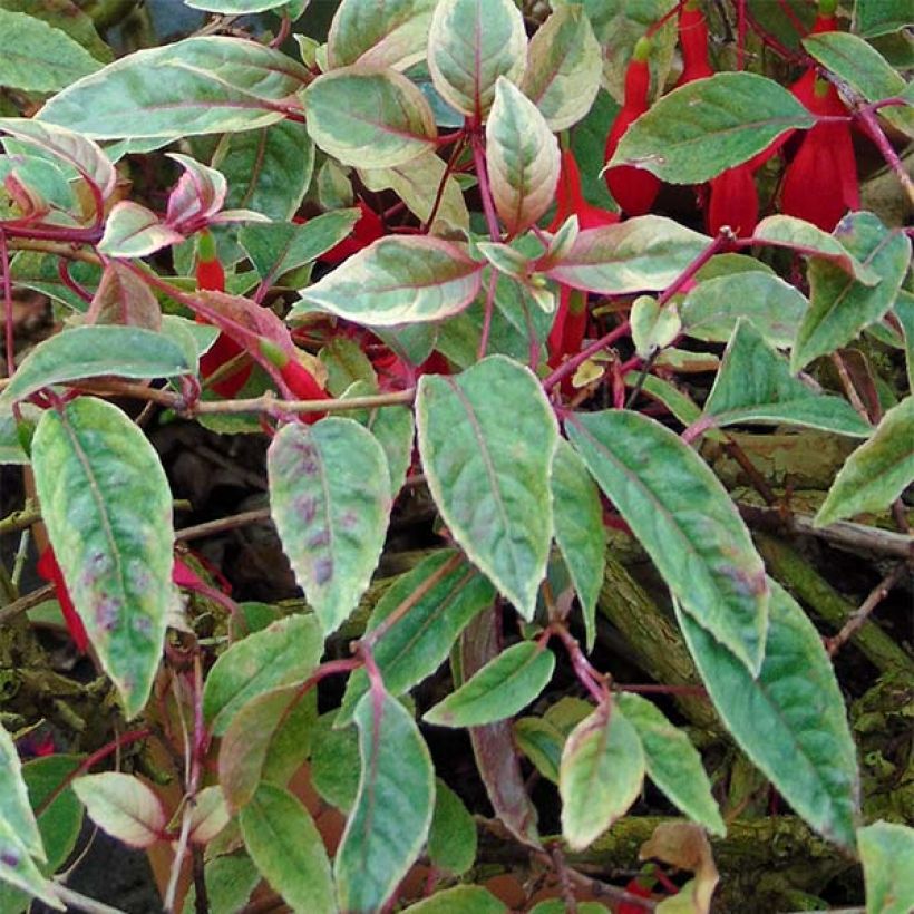 Fuchsia Tom West (Foliage)