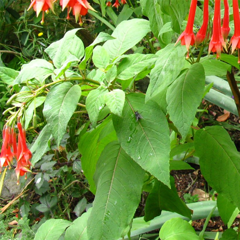 Fuchsia triphylla Fulgens (Foliage)