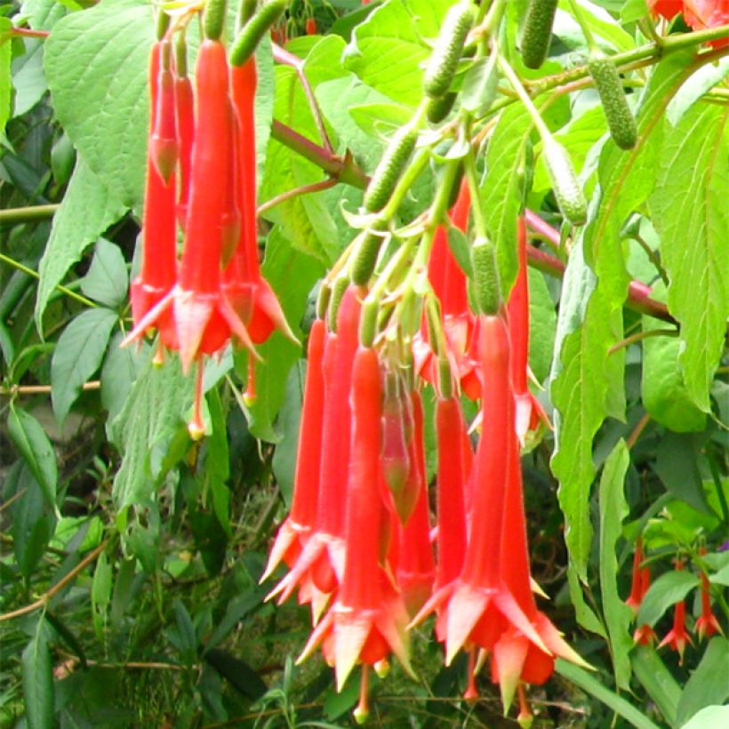 Fuchsia triphylla Fulgens (Flowering)