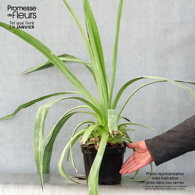 Furcraea longaeva Pot de 4L/5L sample as delivered in winter