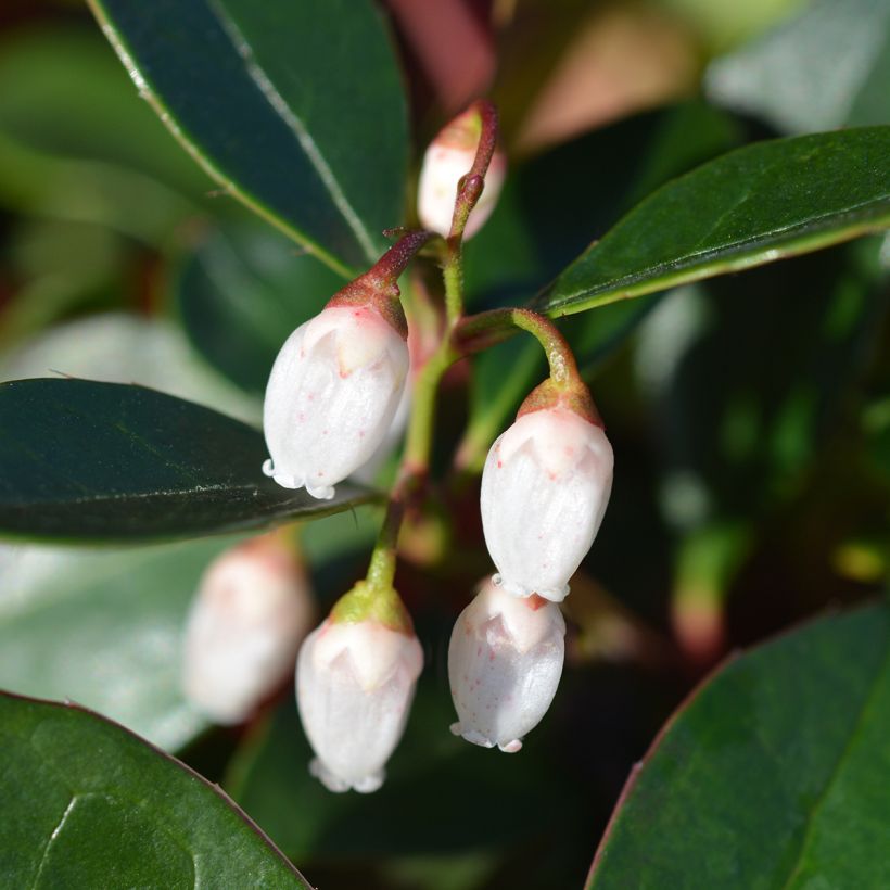 Gaultheria White Pearl (Flowering)