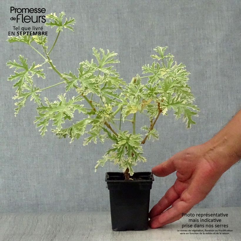 Pelargonium graveolens Grey Lady Plymouth sample as delivered in autumn