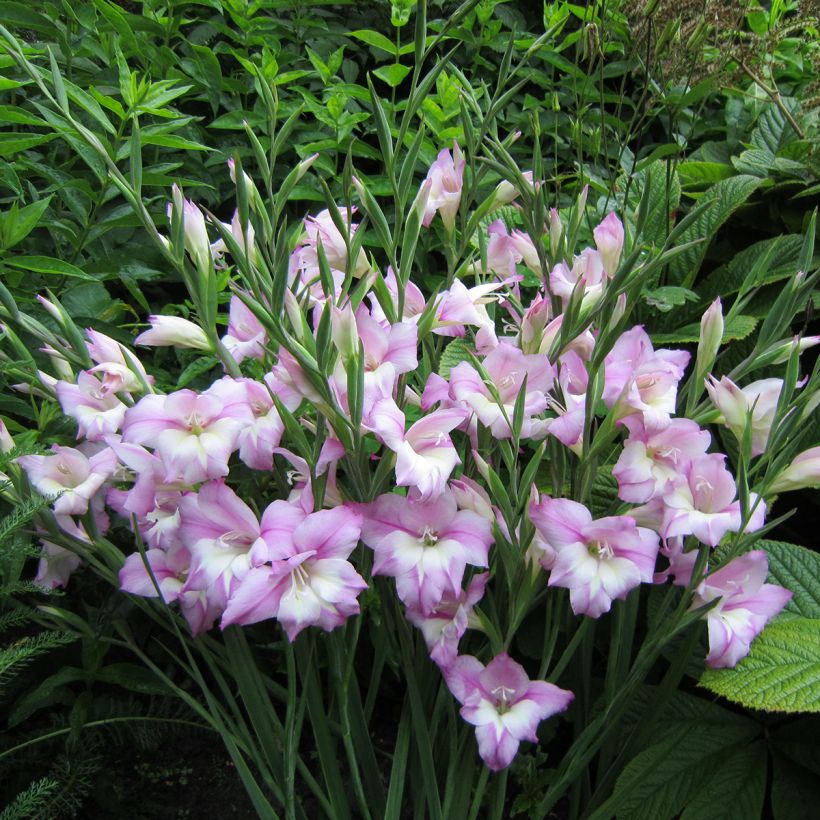 Gladiolus Charming Henry - Sword Lily (Plant habit)