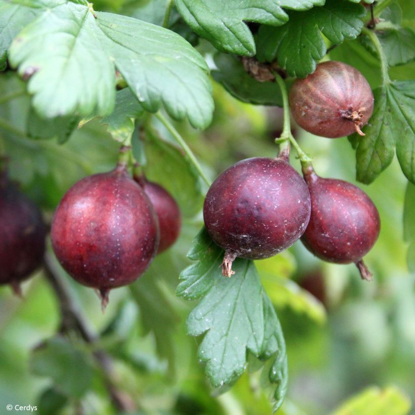 Gooseberry Easycrisp 'Mme Sansouci' (Harvest)