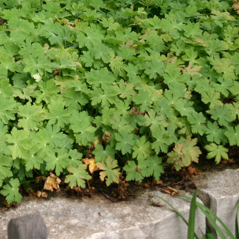 Geranium macrorrhizum Bevans Variety (Plant habit)
