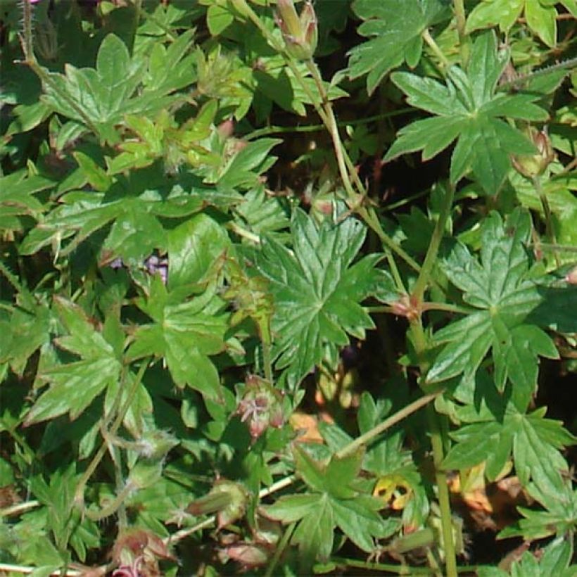 Geranium sanguineum Blushing Turtle (Foliage)