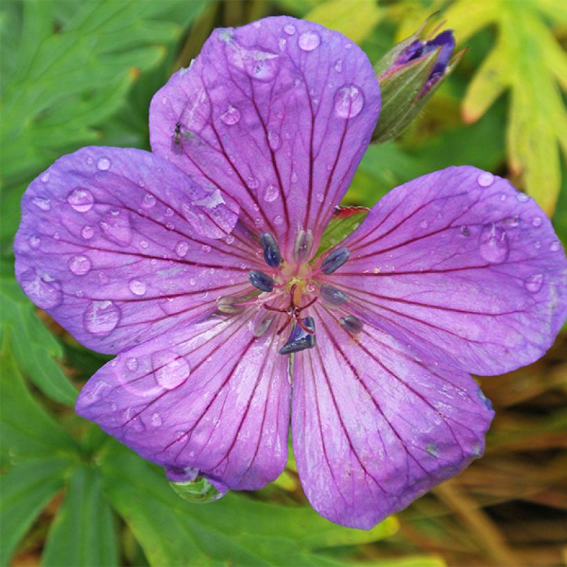 Geranium clarkei Kashmir Purple (Flowering)