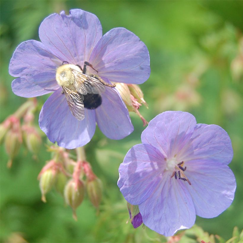 Geranium clarkei Kashmir Blue (Flowering)