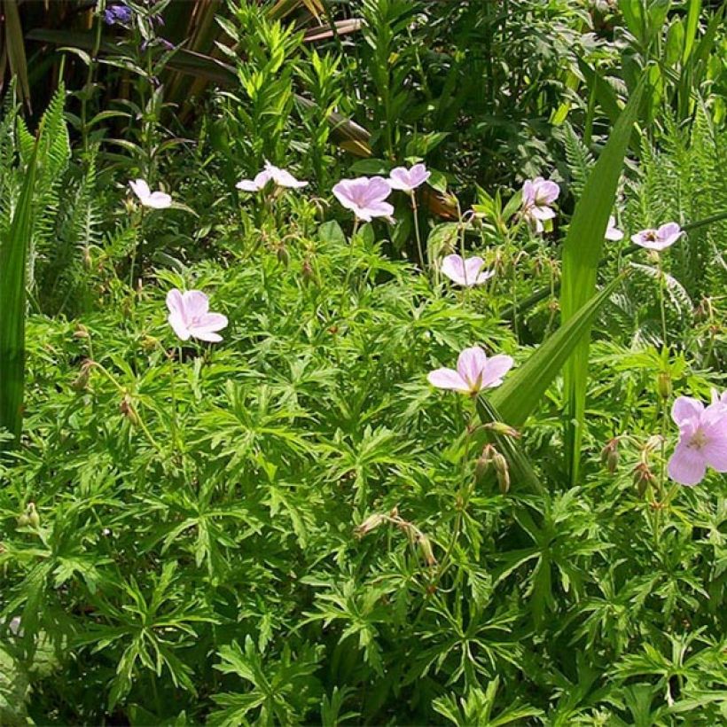Geranium clarkei Kashmir Pink (Plant habit)