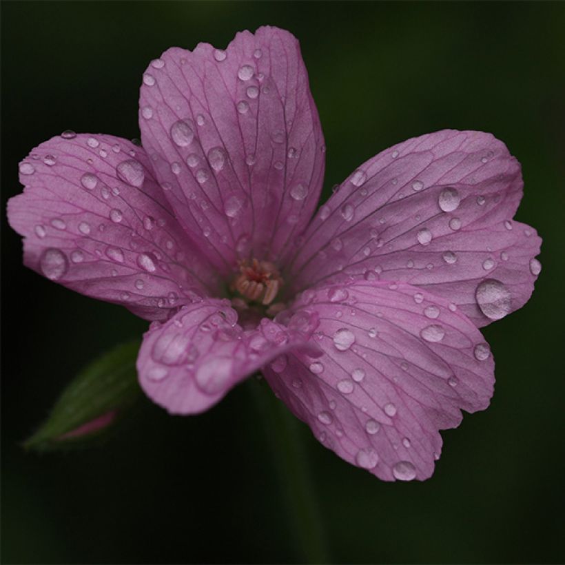 Geranium oxonianum Rosenlicht (Flowering)