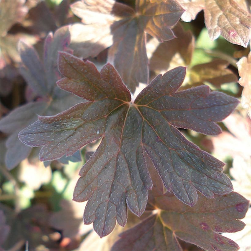 Geranium oxonianum Sanne (Foliage)
