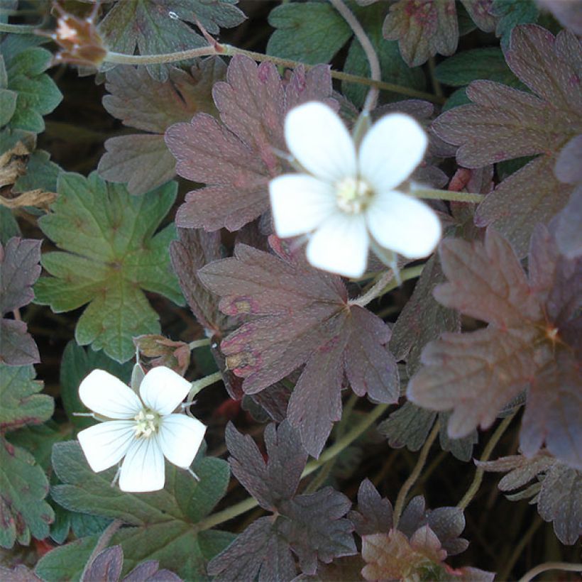 Geranium oxonianum Sanne (Flowering)