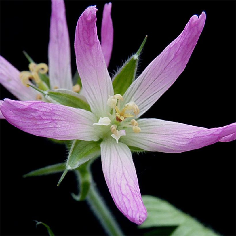 Geranium oxonianum Sherwood (Flowering)