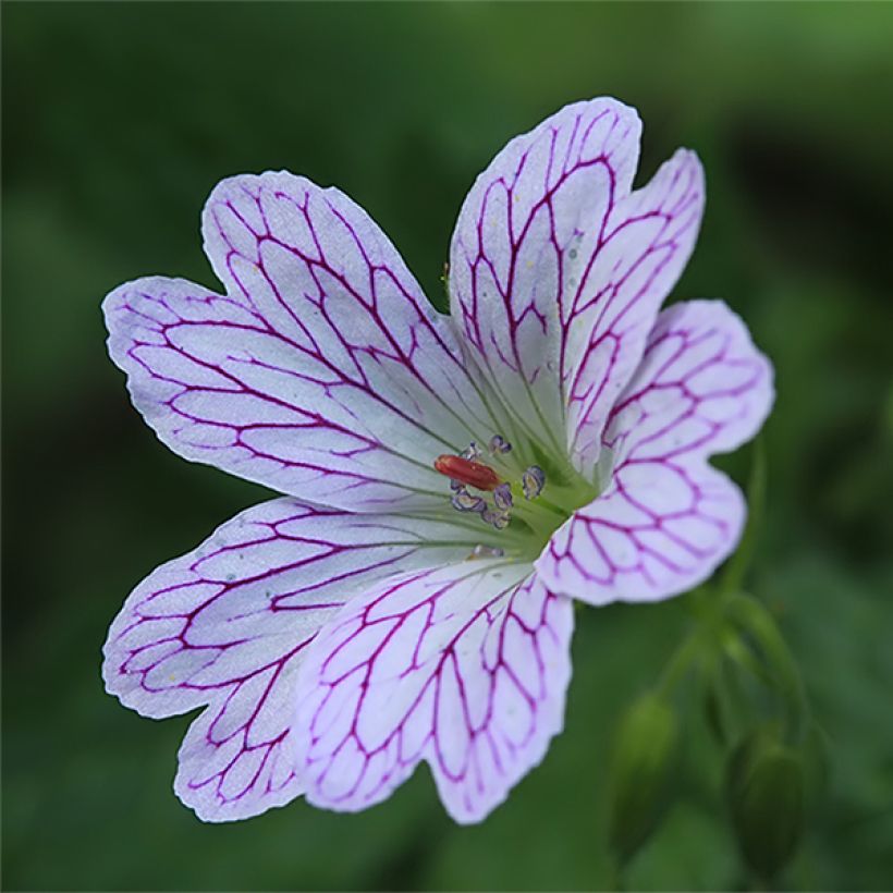Geranium versicolor (Flowering)