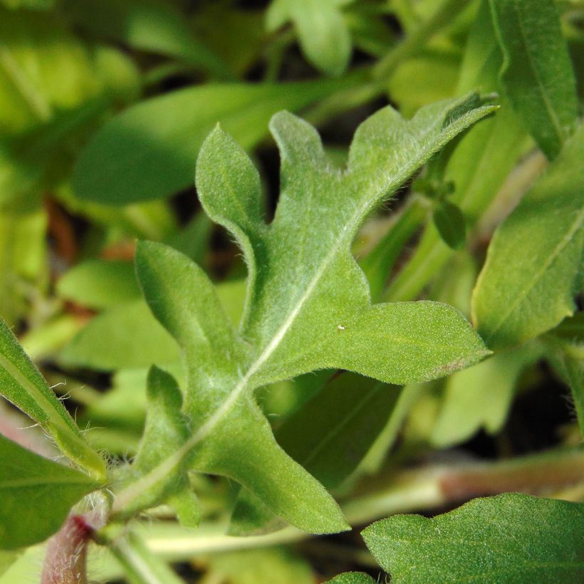Gaillardia grandiflora Burgunder (Foliage)