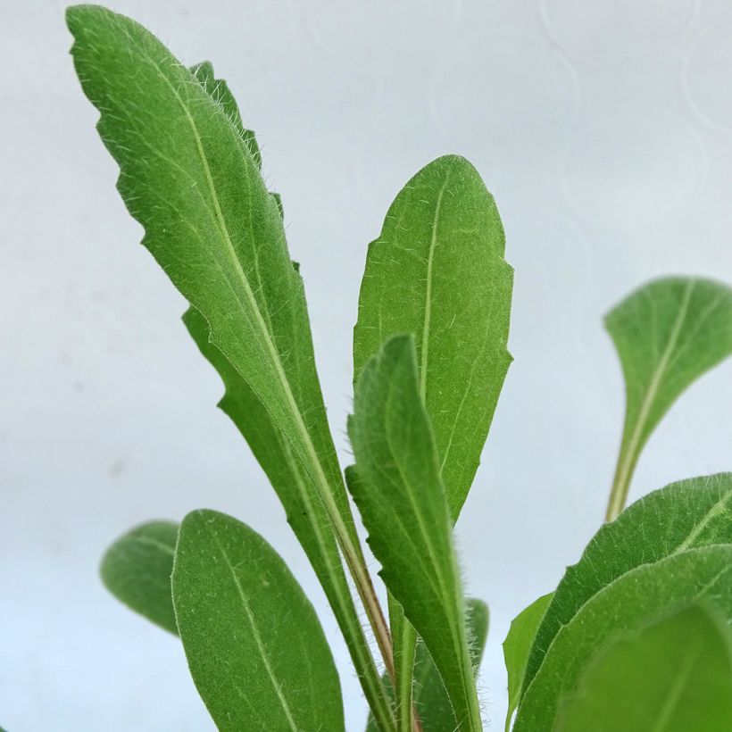 Gaillardia Lutin (Foliage)