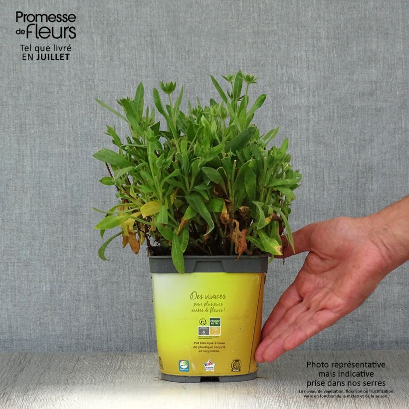 Gaillardia aristata Mesa Bright Bicolour 2L/3L pot sample as delivered in summer