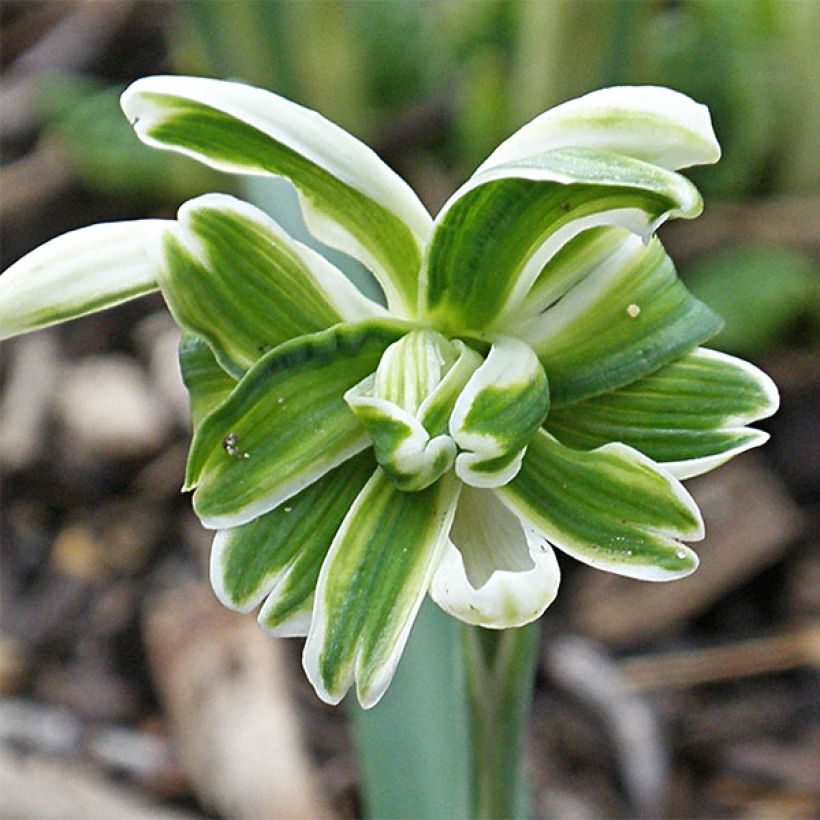 Galanthus nivalis f. pleniflorus Blewbury Tart - Double Snowdrop (Flowering)