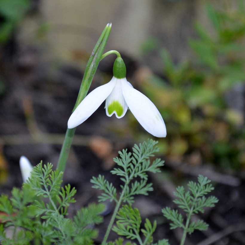 Galanthus reginae-olgae (Flowering)