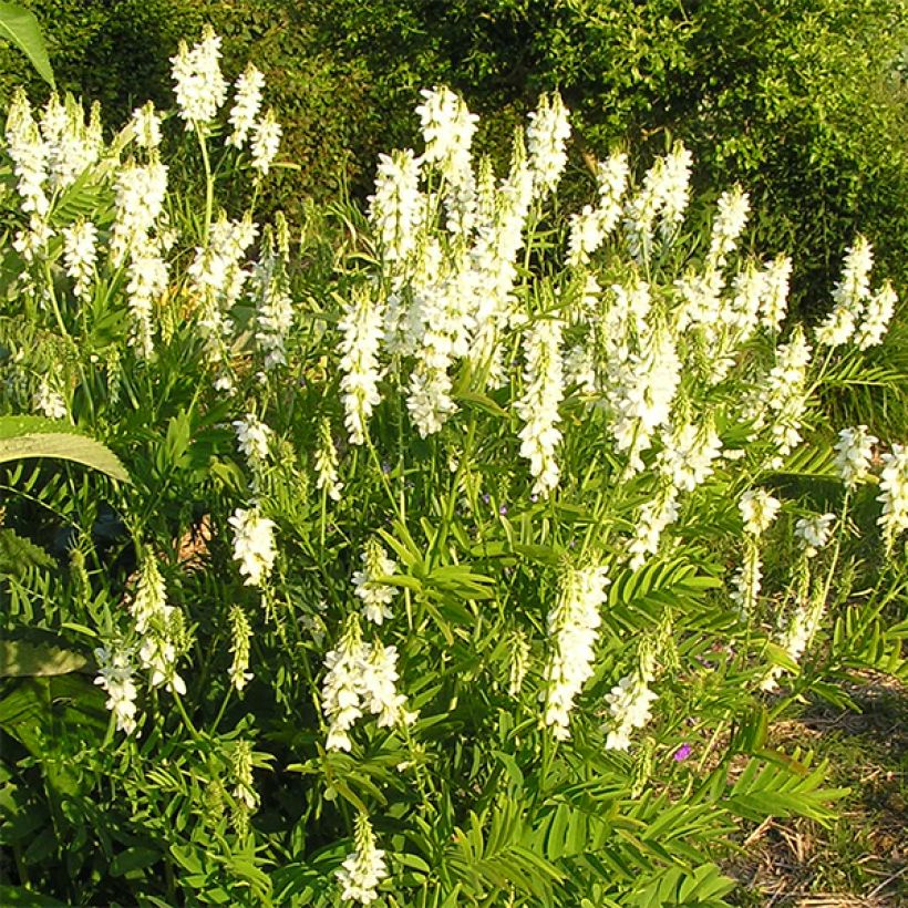 Galega hartlandii Alba (Plant habit)