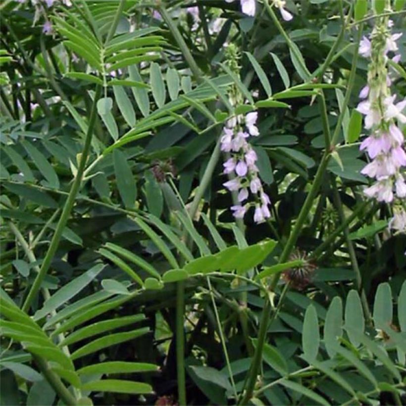 Galega officinalis (Foliage)