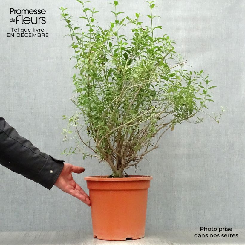 Galvezia speciosa en pot de 7,5L/10L sample as delivered in winter