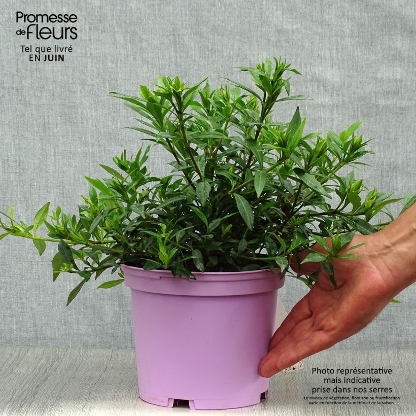 Gardenia jasminoides Perfumed Petticoats 2L/3L pot sample as delivered in summer