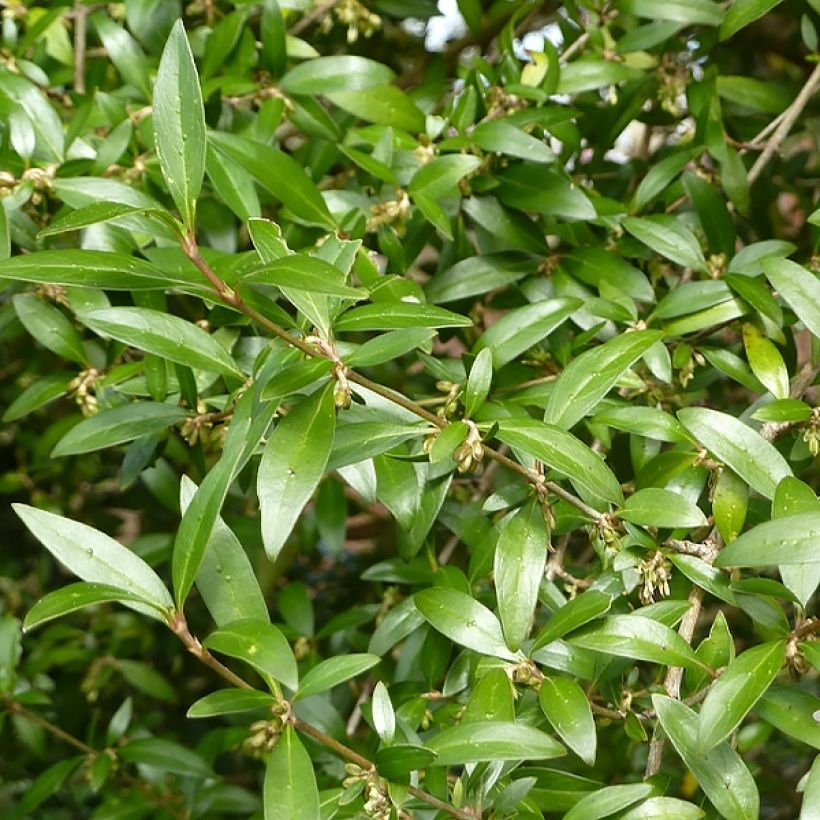 Garrya x thuretii - Hybrid Garrya (Foliage)