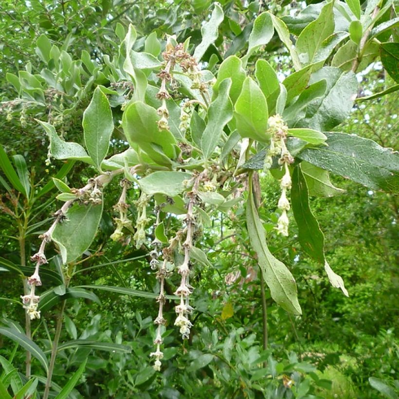 Garrya x thuretii - Hybrid Garrya (Flowering)