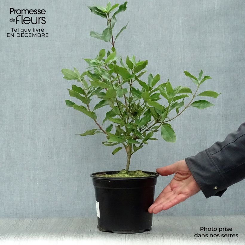 Garrya (x) thuretii  Pot de 3L sample as delivered in winter