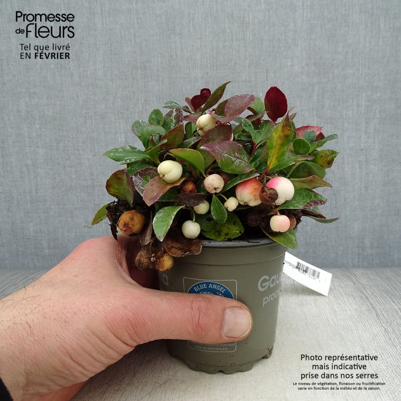 Gaultheria procumbens Color Surprise - American Wintergreen 10cm/11cm pot sample as delivered in winter