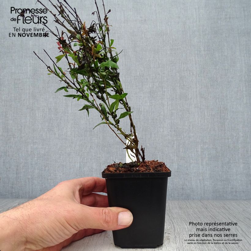 Gaura lindheimeri Baby Butterfly Dark Pink - Gaura de Lindheimer nain Godet de 9cm sample as delivered in autumn