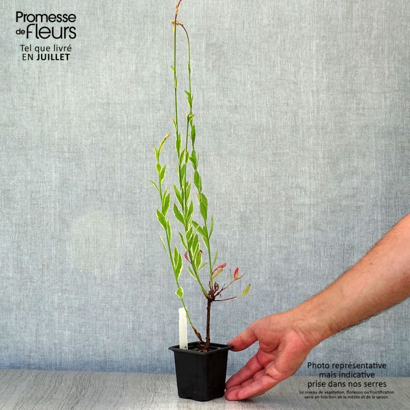 Gaura lindheimeri Corries Gold 8/9 cm pot sample as delivered in summer