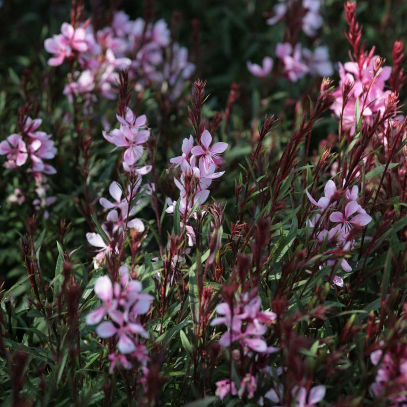 Gaura lindheimeri Passionate Blush (Flowering)
