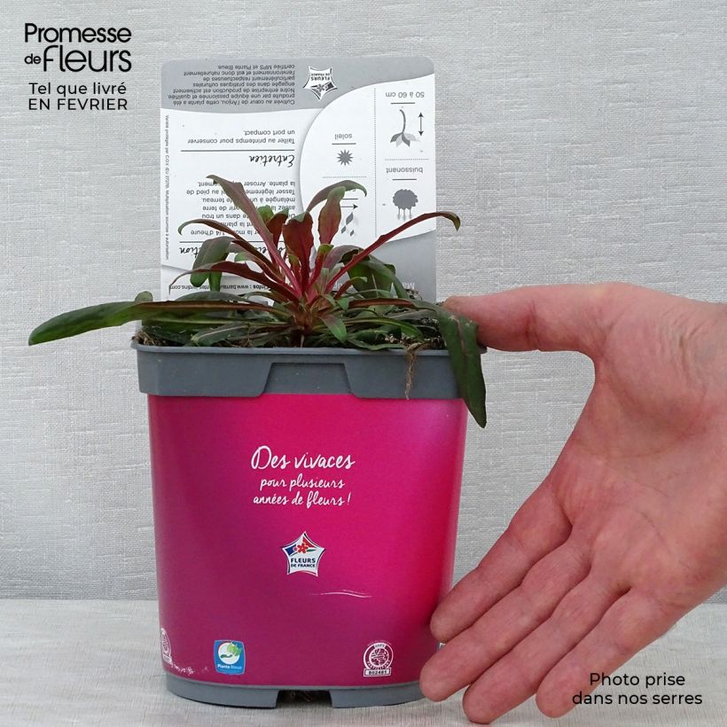 Gaura lindheimeri Rosy Jane en pot de 2L sample as delivered in winter