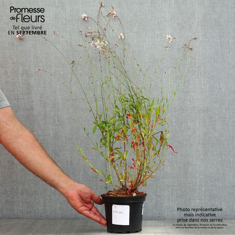 Gaura lindheimeri Summer Breeze - Gaura de Lindheimer - Pot de 2L/3L sample as delivered in summer