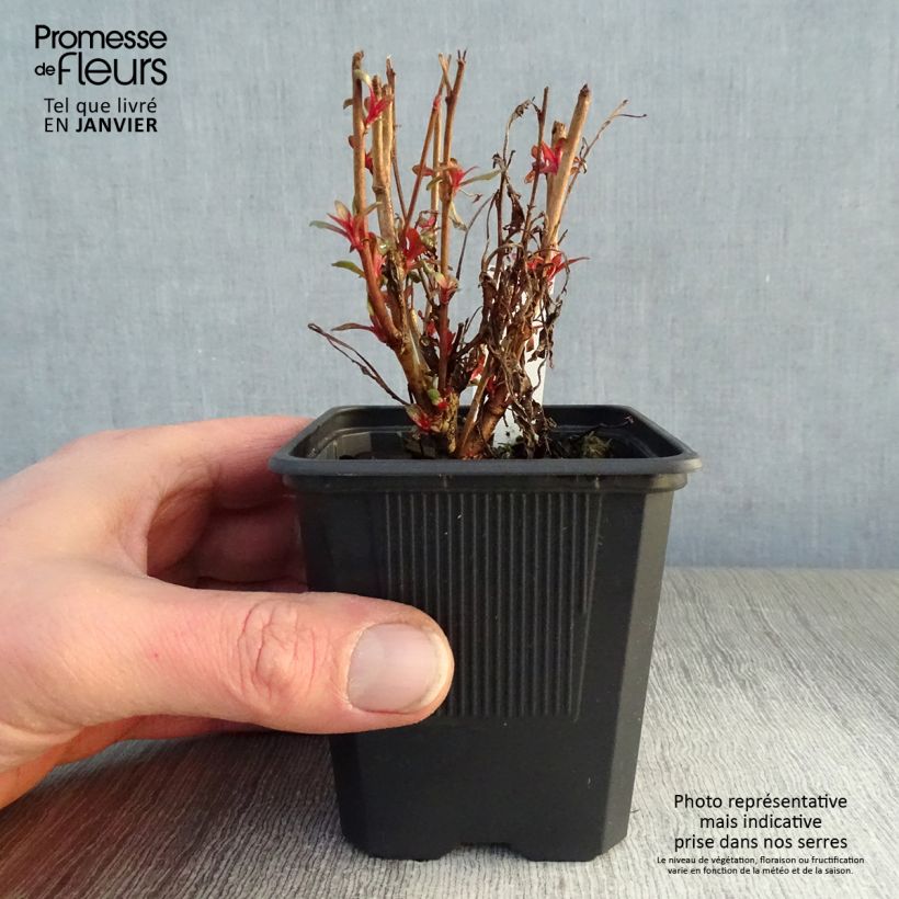 Gaura lindheimeri rose Siskiyou pink en godet de 9 cm sample as delivered in winter