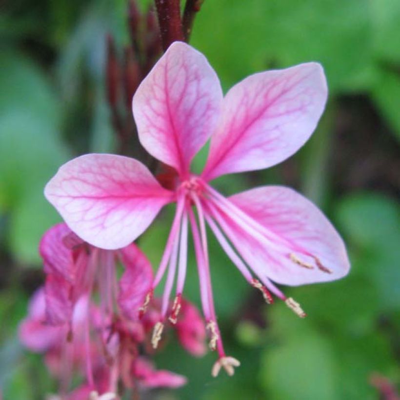 Gaura lindheimeri Siskiyou pink (Flowering)