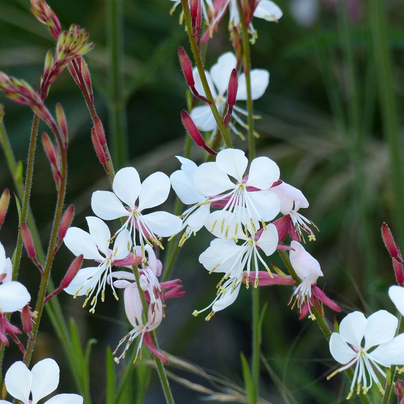Gaura lindheimeri The Bride Seeds (Flowering)