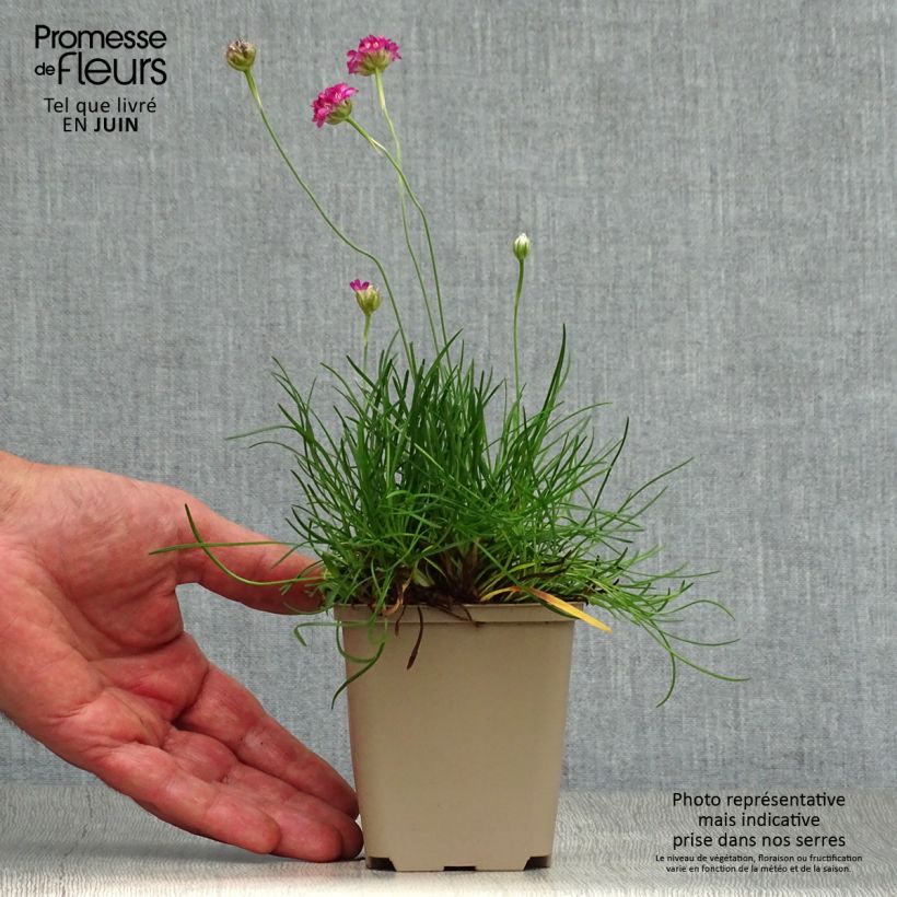 Armeria maritima Vesuvius - Sea Thrift 8/9 cm pot sample as delivered in summer
