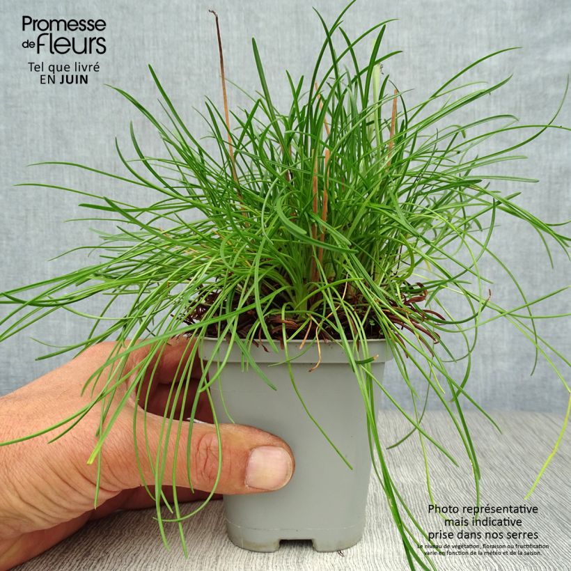 Armeria maritima Alba - Sea Thrift 8/9 cm pot sample as delivered in summer
