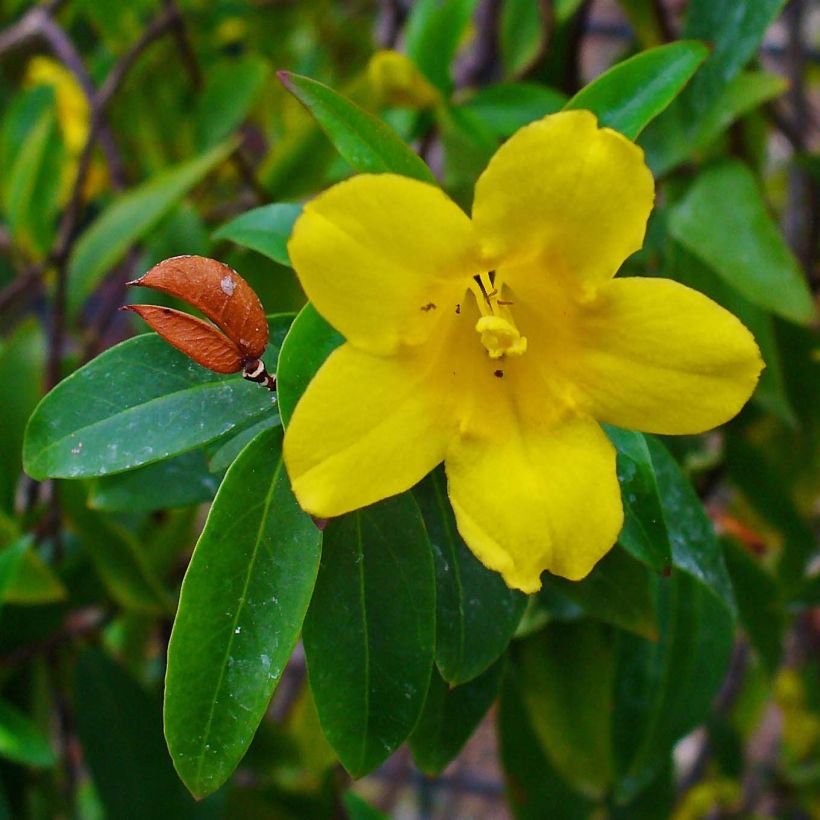 Gelsemium sempervirens - Yellow jessamine (Flowering)