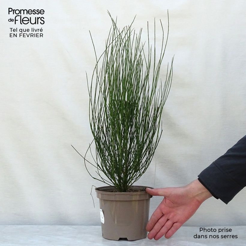 Genêt - Cytisus Hollandia Pot de 2L/3L sample as delivered in winter