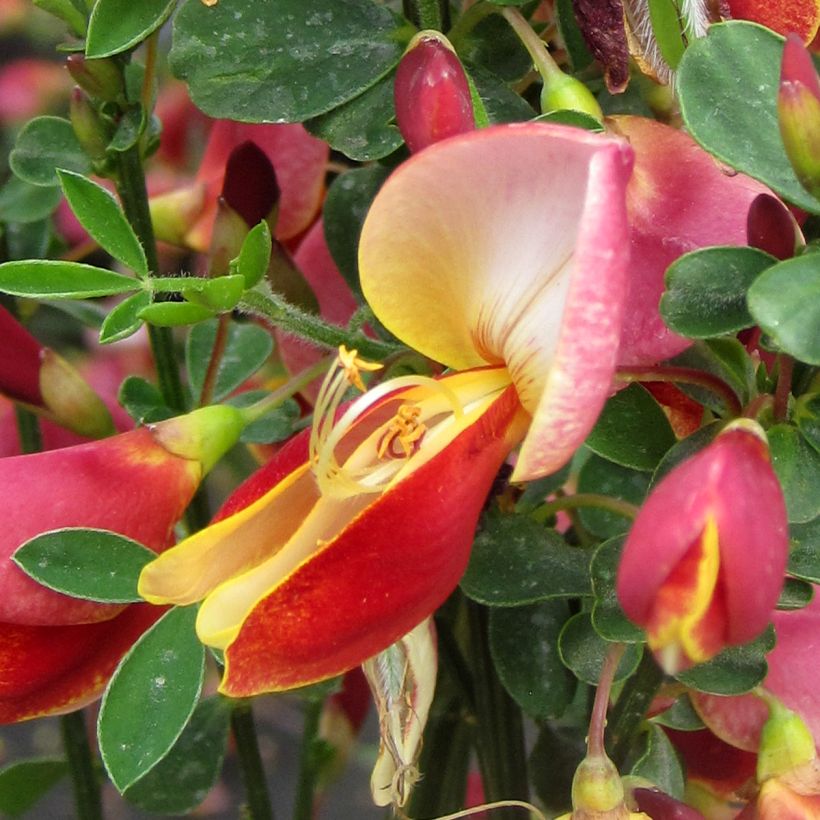 Cytisus Maria Burkwood (Flowering)